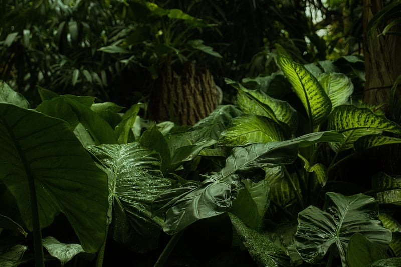 Dragon's Breath Fern