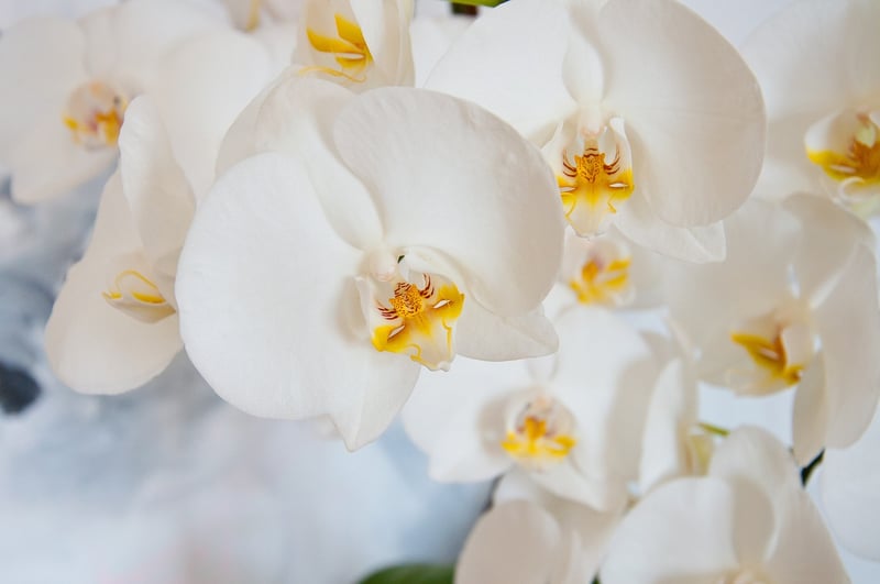 Unicorn Orchid